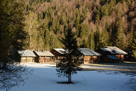 Chalets - Arbre